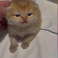 Scottish fold e straigt