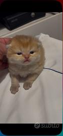Scottish fold e straigth