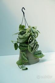 Pothos Scindapsus pictus Trebie — pianta ricadente