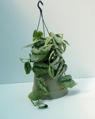 Pothos Scindapsus pictus Trebie — pianta ricadente