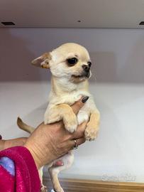 Cucciolo di chihuahua