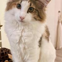 Cucciola norvegese delle foreste