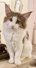 Cucciola norvegese delle foreste