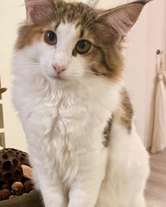 Cucciola norvegese delle foreste