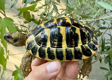 Tartaruga hermanni
