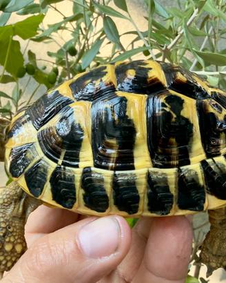 Tartaruga hermanni