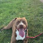 Pitbull per accoppiamento