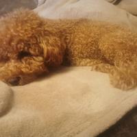 Disponibile per monta - Barboncino Toy maschio