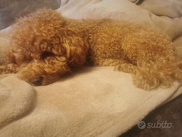 Disponibile per monta - Barboncino Toy maschio