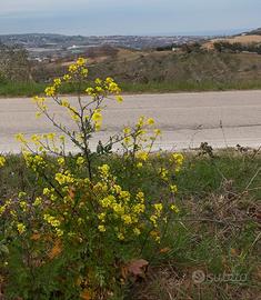 Terreno panoramico