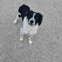 Cane di razza Breton