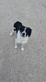 Cane di razza Breton