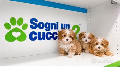 Maltipoo Mini Toy Albicocca/Bianco Disponibili