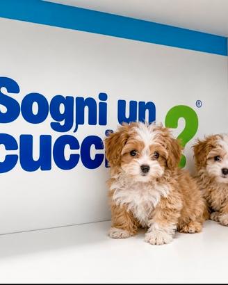 Maltipoo Mini Toy Albicocca/Bianco Disponibili