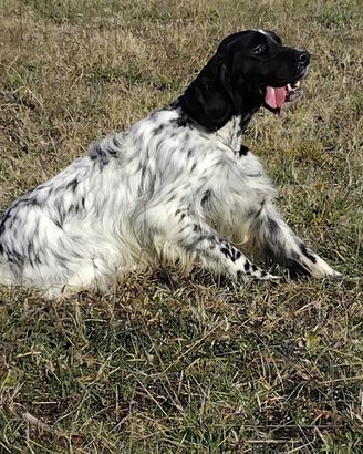 Setter inglese