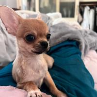 Cuccioli di Chihuahua mini
