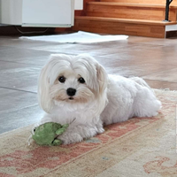 Cuccioli maltese