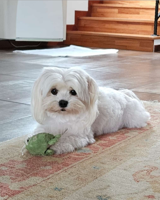 Cuccioli maltese