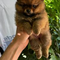 Cucciola di Pomerania