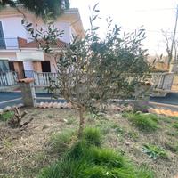 ulivo da estirpare