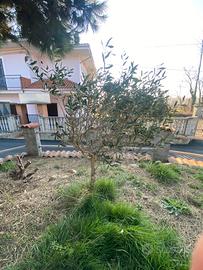 ulivo da estirpare