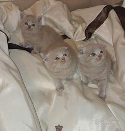 Scottish fold maschio 2,5 mesi