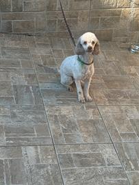 Barboncino taglia media