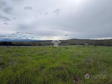 TER. AGRICOLO A MONTE ROMANO