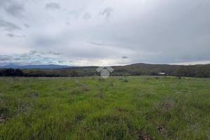 TER. AGRICOLO A MONTE ROMANO
