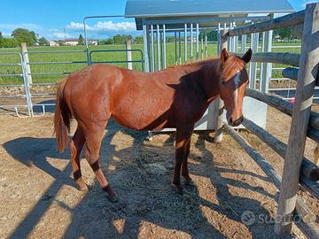 Quarter horse