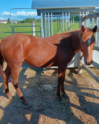 Quarter horse