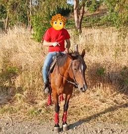 Cavalla