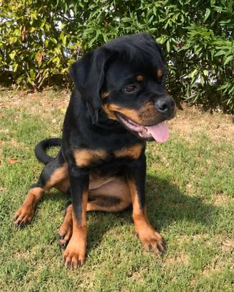 Disponibili cucciola femmina di Rottweiler 4 mesi