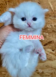 Gattini bianchi persiani maschi e femmine