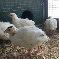 Pulcini quaglie jumbo texane bianche