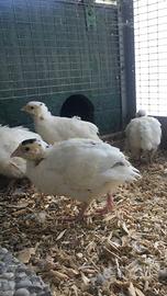 Pulcini quaglie jumbo texane bianche