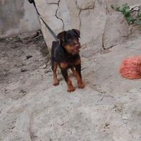 Jagd terrier
