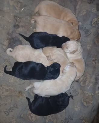 Cuccioli labrador retriever