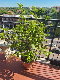 pianta  di limone 