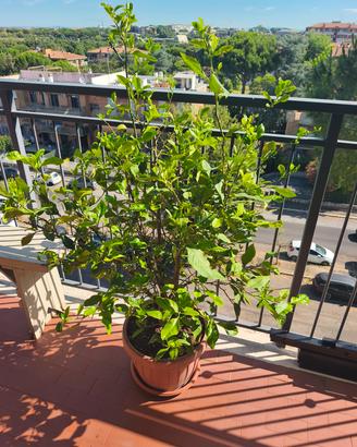 pianta  di limone 