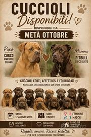 Cuccioli di Pitbull e cane corso