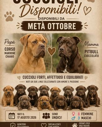 Cuccioli di Pitbull e cane corso