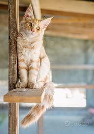 Maine coon GIGANTI