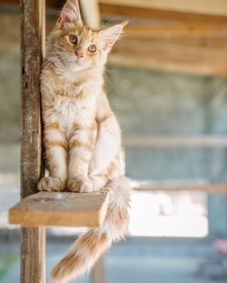 Maine coon GIGANTI