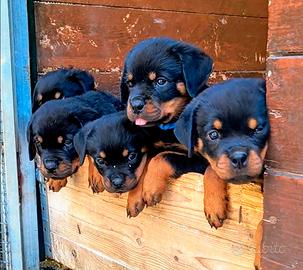 Rottweiler cuccioli femmina
