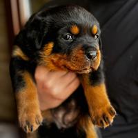 Cuccioli rottweiler