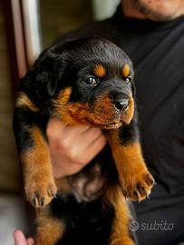 Cuccioli rottweiler