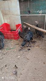 Animali da cortile