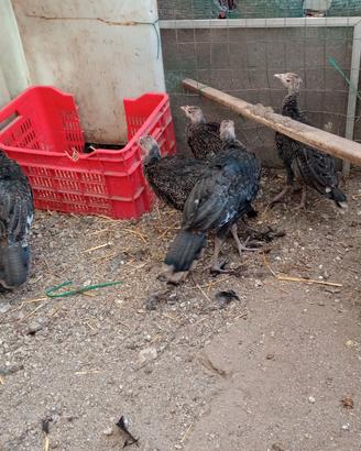 Animali da cortile
