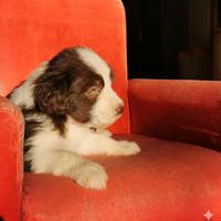 Bearded Collie cuccioli